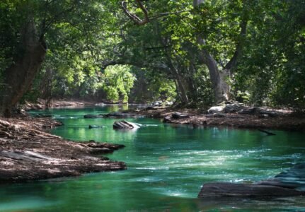 ¡Desafíos y Soluciones para la Preservación de la Biodiversidad!