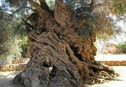 SEQUÍA – RESTRICCIONES.