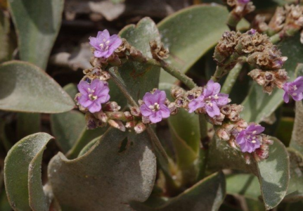 Web´s y páginas medio ambientales de la Junta de Andalucía.